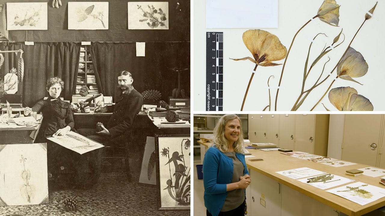 Hidden Civil War memoir found in Berkeley's Herbarium