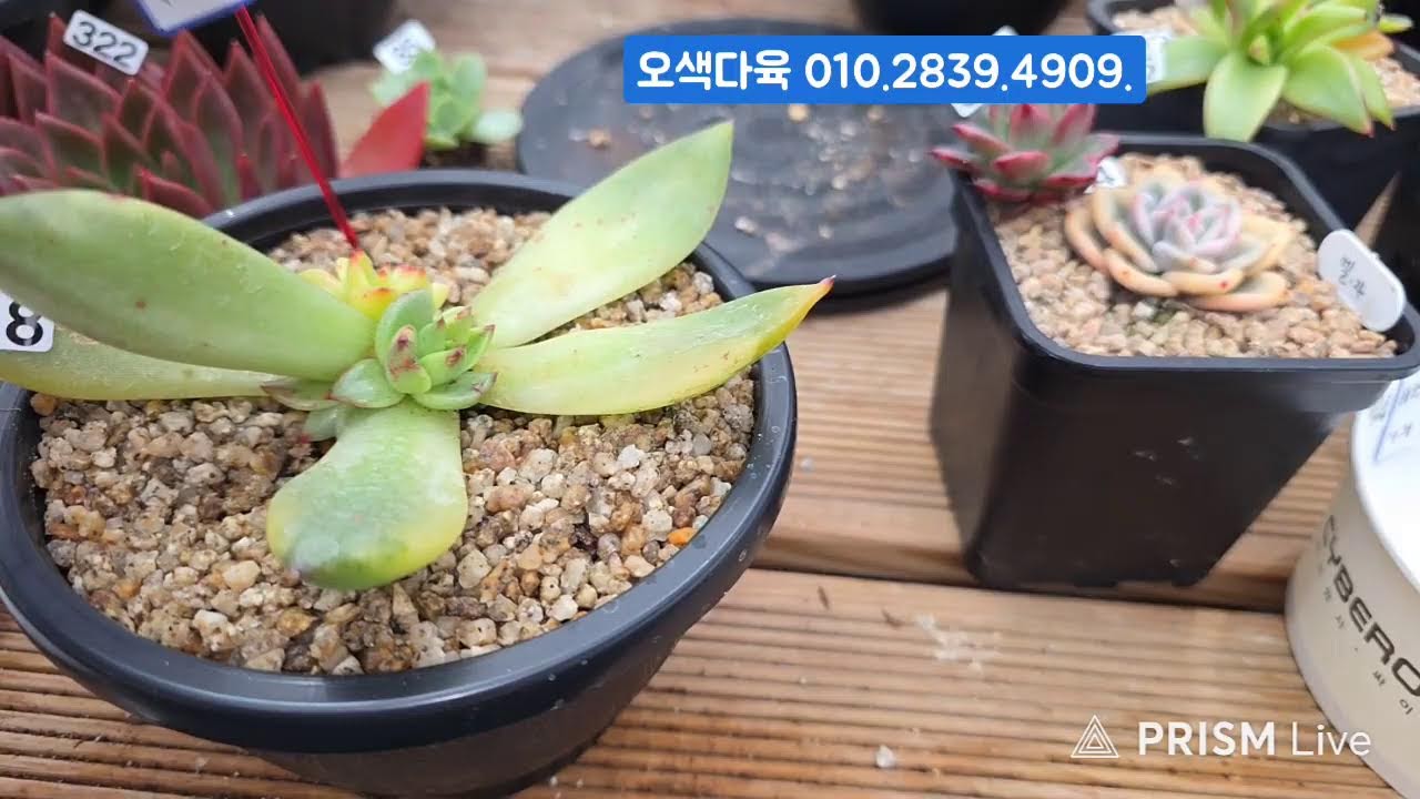 (3.10.화) 오색다육 #금다육 #식물 #흙 #라이브 방송