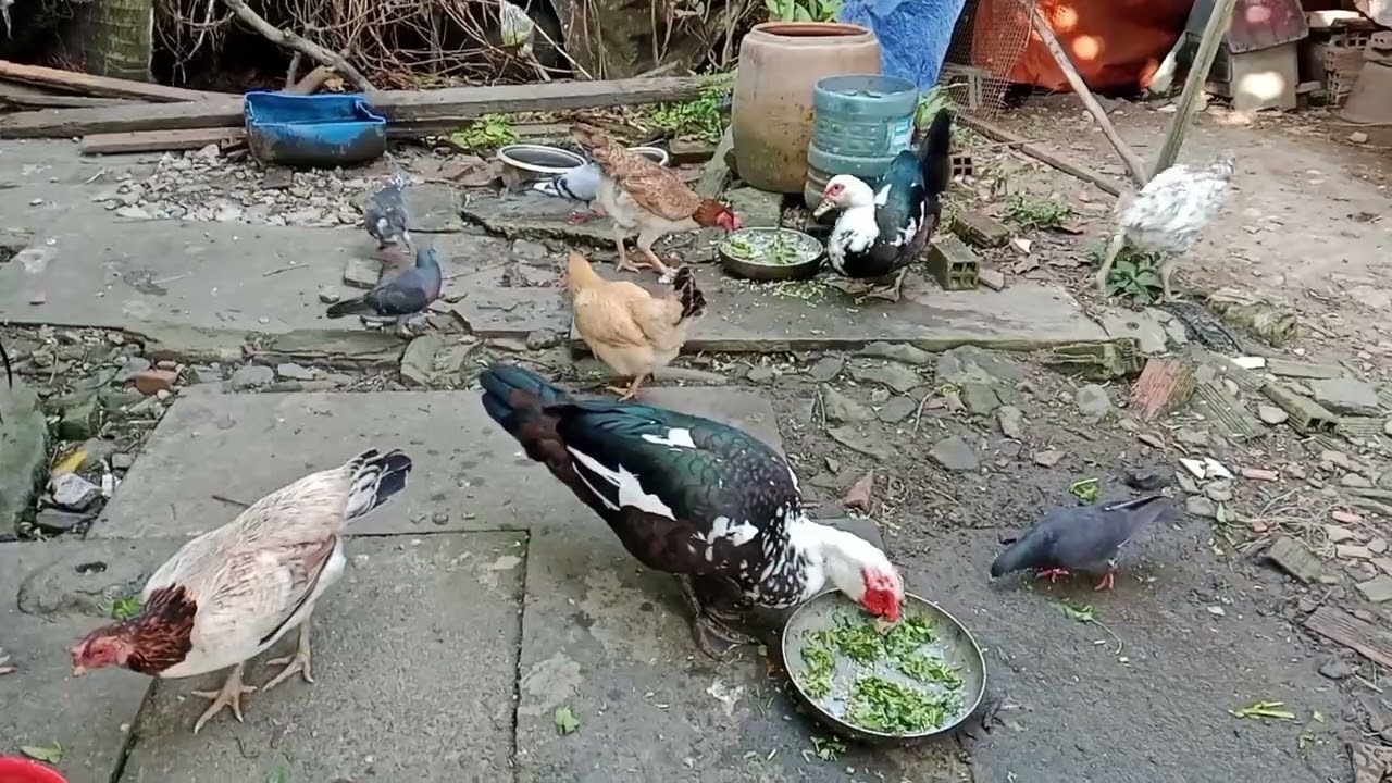 Hai chú vịt xiêm và bốn chú ngỗng dễ thương 