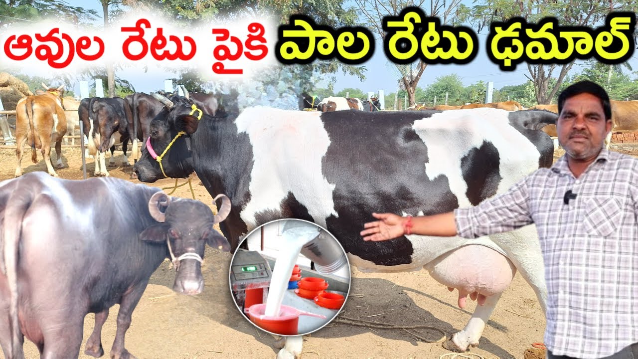పాల రేట్ ఢమాల్ Dairy farm milk price damal @MalleshAdla