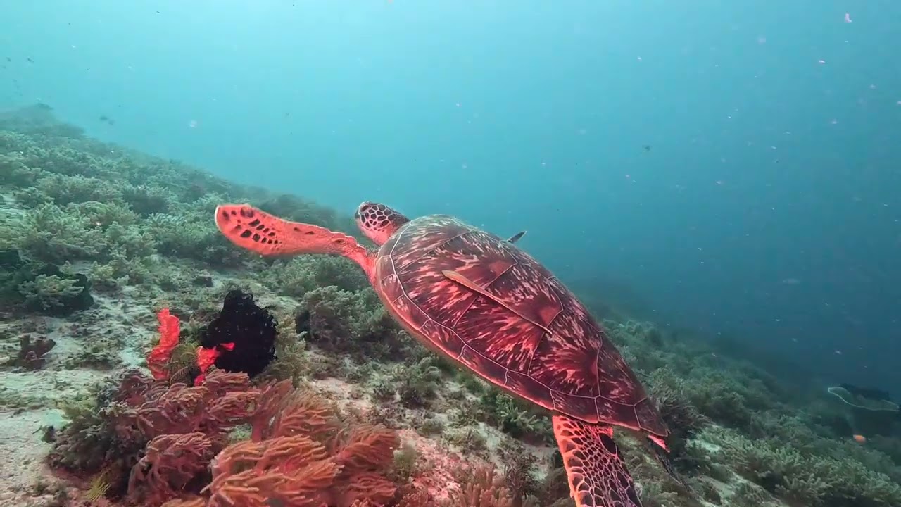 a dive trip on the siren 2 of the Philippines
