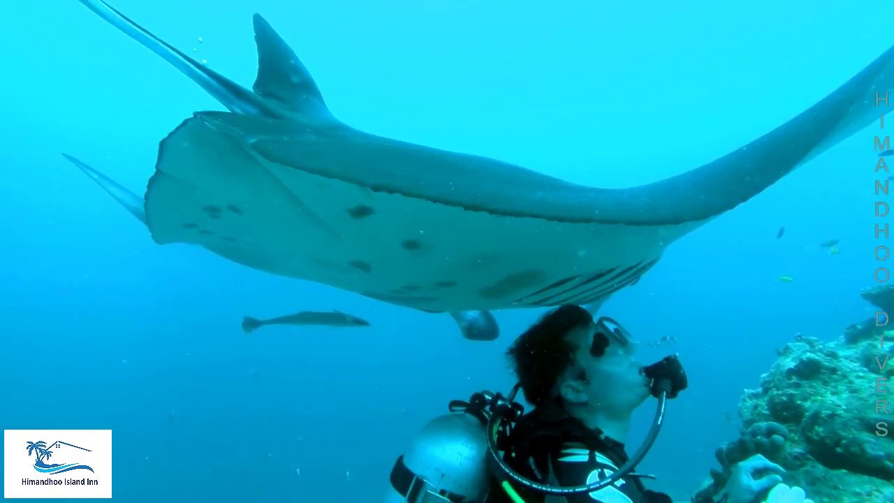 Best Dive Spots in Maldives is Near by Himandhoo