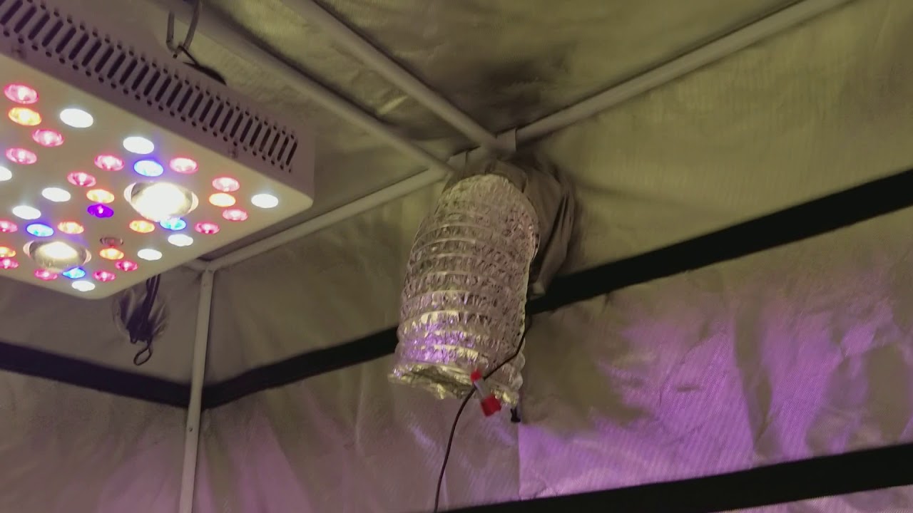 Why you NEED a tall grow tent! SIMATIKS BEST TENTS FOR YOUR MONEY