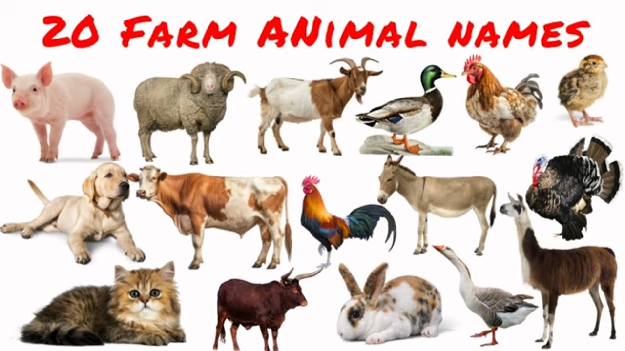 Farm Animals Name in English | Learn Farm Animals for Kids🌾 Farm Animals for Kids | #animals