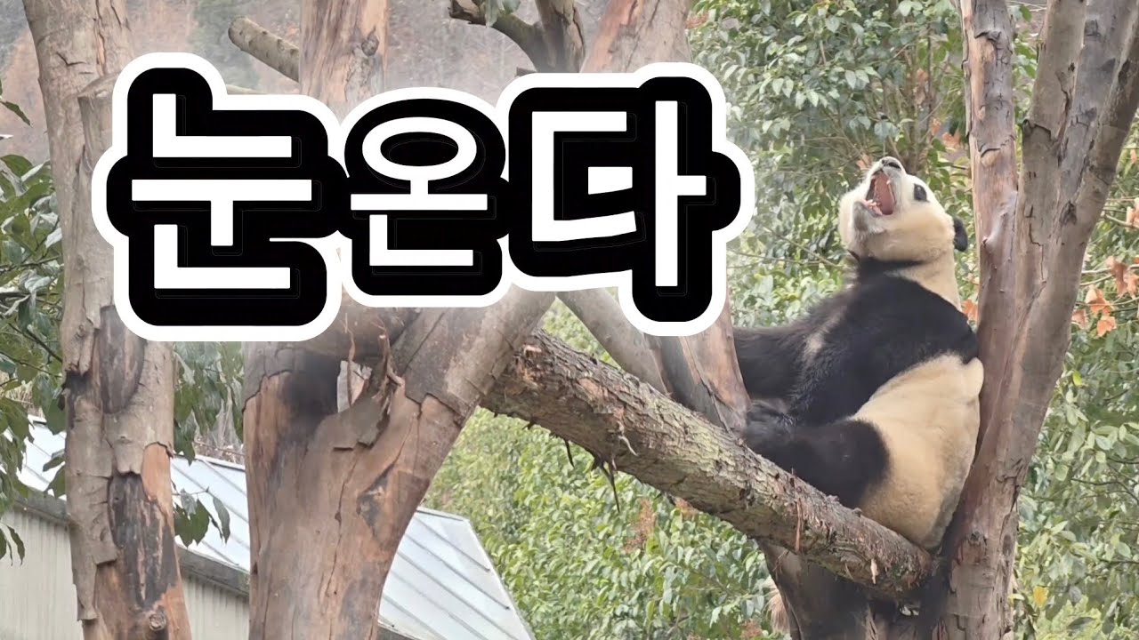 2/7 푸바오실시간 오후(1) 비가 눈으로 바껴가네요  플레이봉에서 엄청난 뿌빠를 ^^