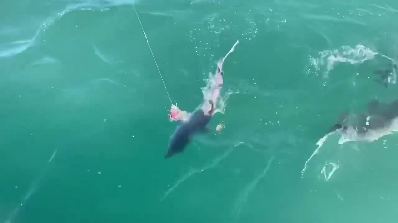 Porbeagle Shark