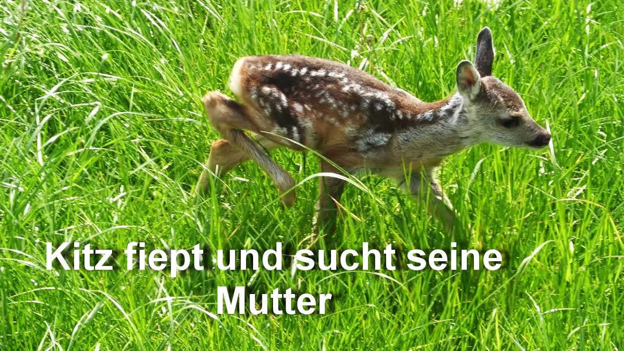 5.min ruft das Kitz am Ende gibts ein Happy End - 5.min the fa wu calls then therre'sa happy ending