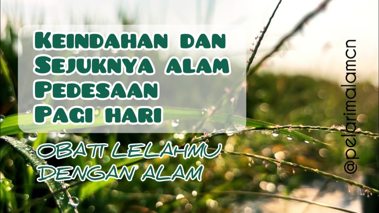 ALAM PEDESAAN, udara yang sejuk dan keindahan #sawahpedesaan #alampedesaan #ricefield #nature #rural