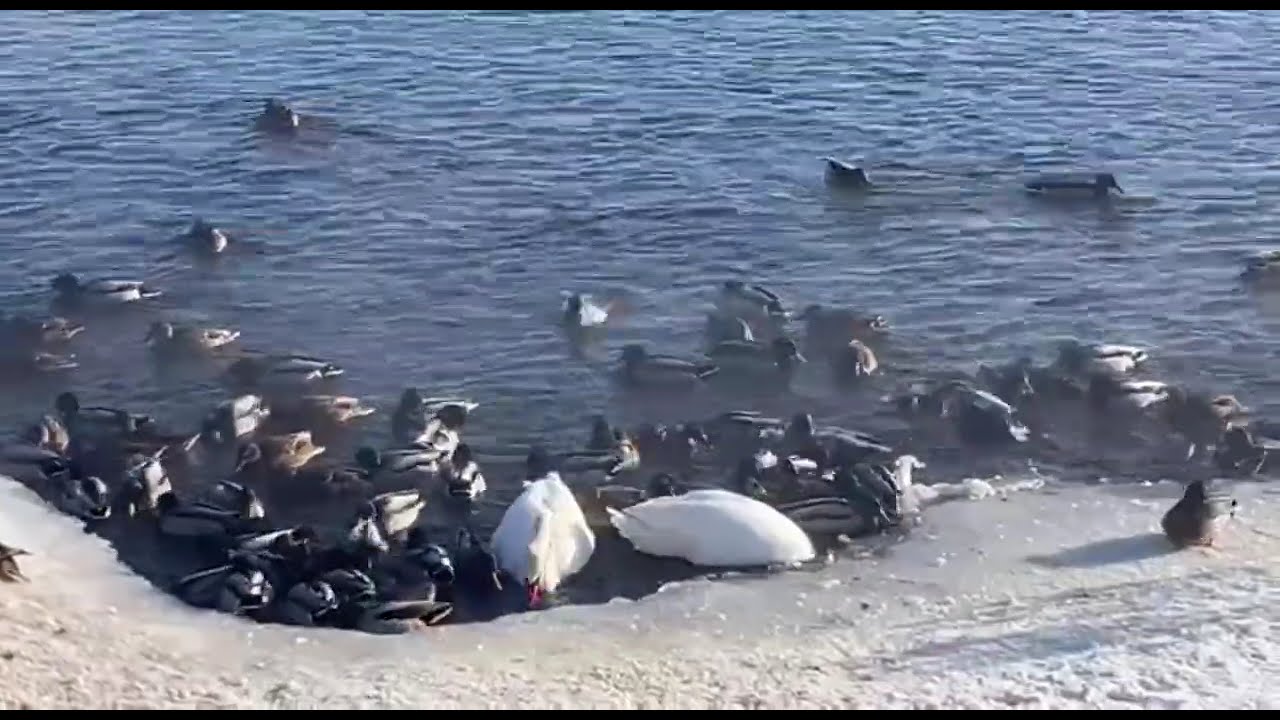 Ducks and swans on the river: winter survival#winter #naturetranquility #snow #nature #videos#svans