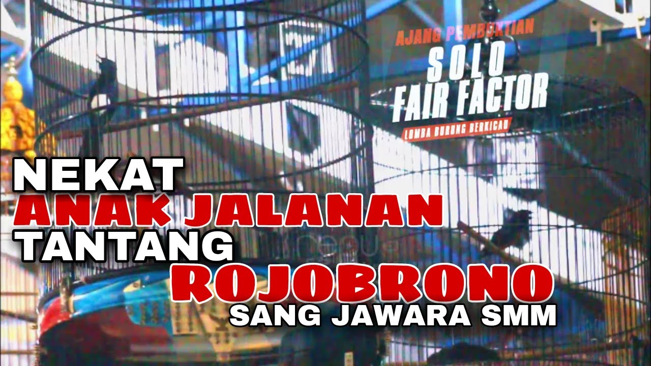SOLO FAIR FACTOR || NEKAT MURAI BATU NGUKLUK TANTANG JAWARA SMM ROJOBRONO