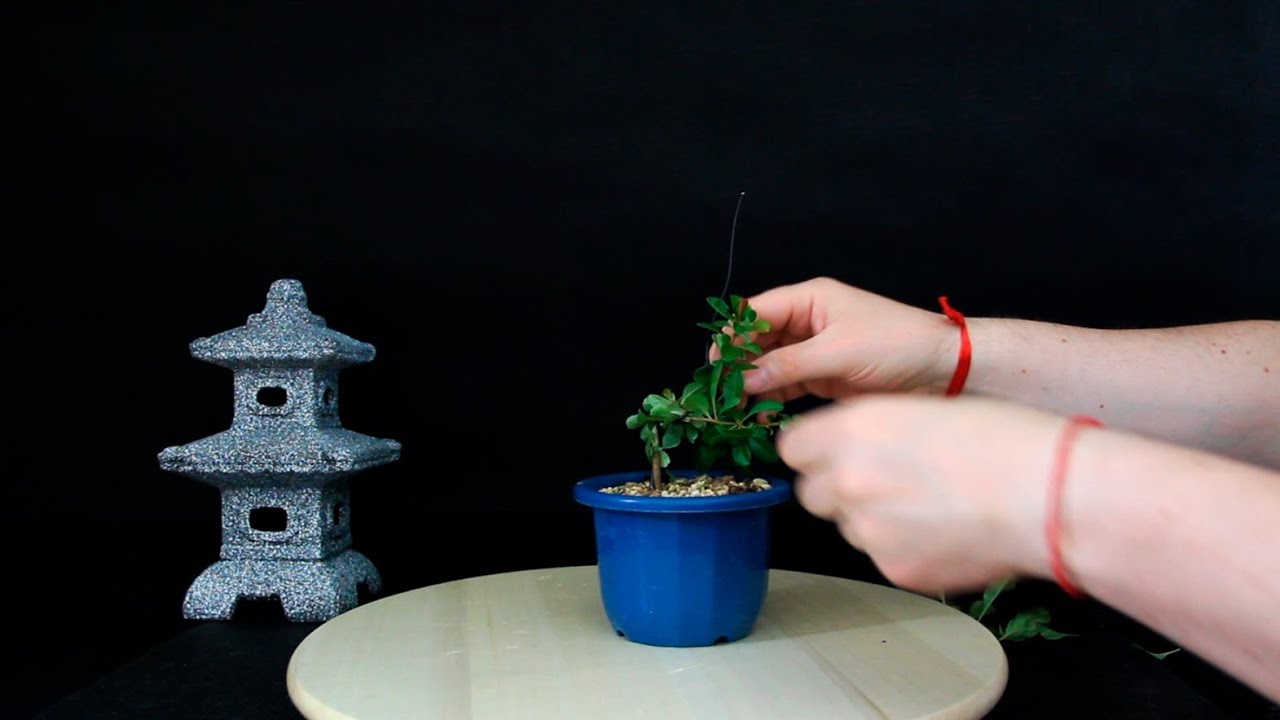 Transformando Chaenomeles Japónica al máximo (compactando y creando curvas)
