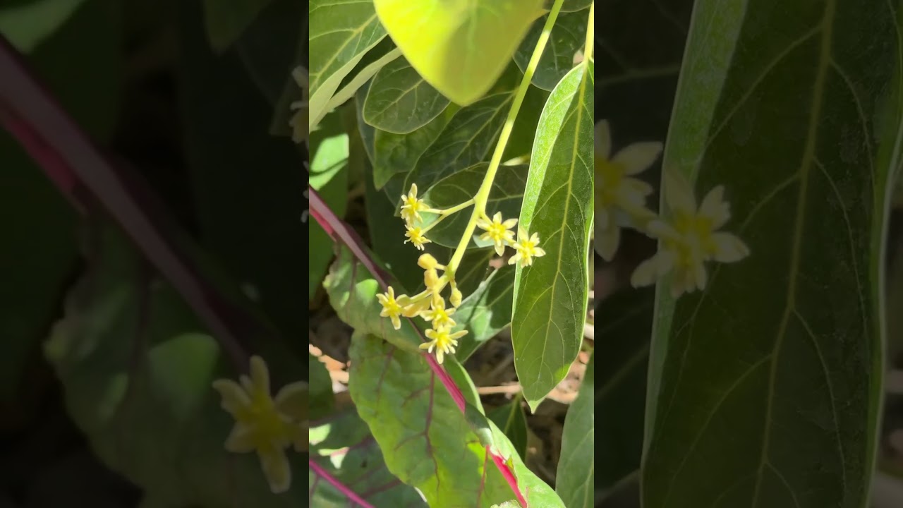September 20, 2025 CARMEN HASS AVOCADO STARTED TO FLOWER IN PASO ROBLES CA ZONE 9A