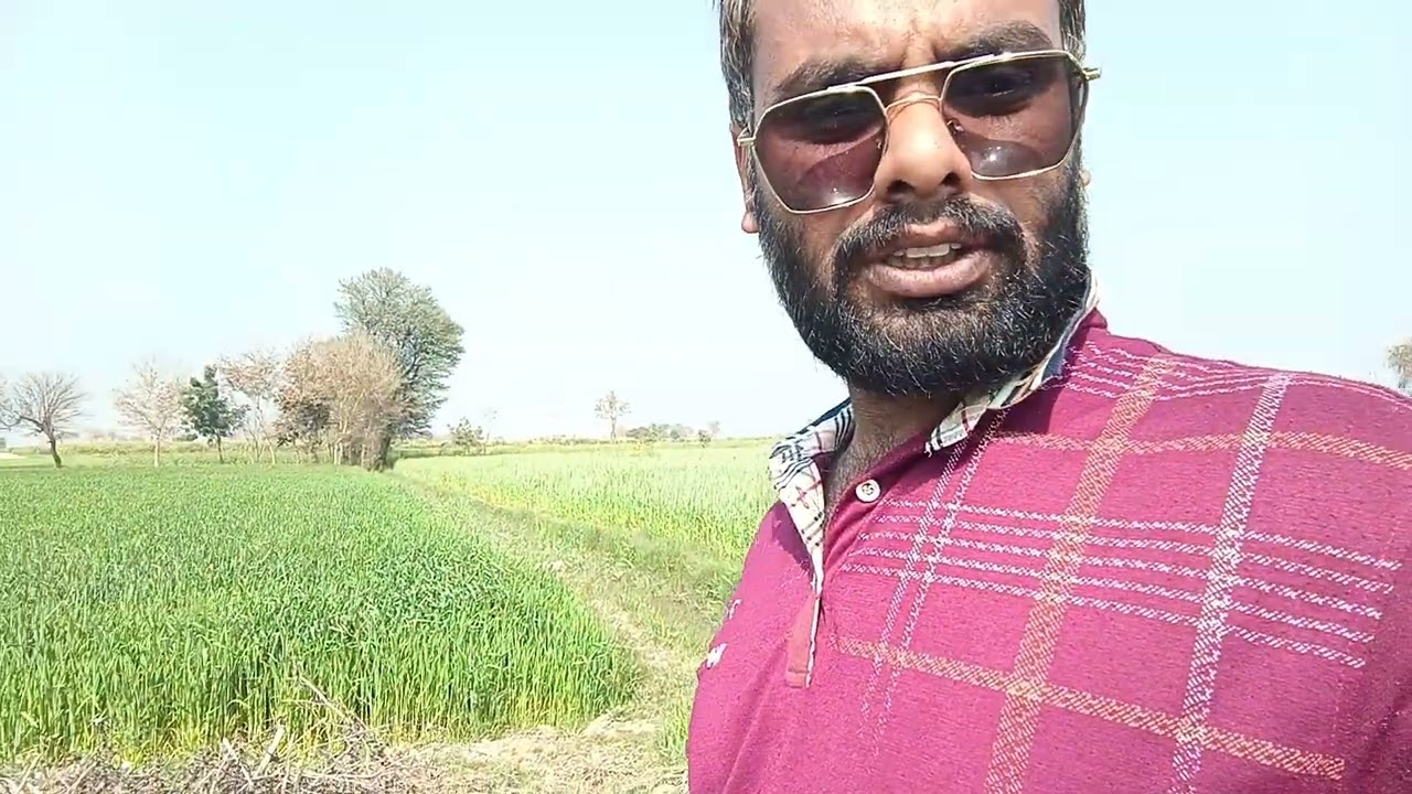 Wheat Watering Process 💧 | گندم میں دانہ بننا شروع 🌾 | Real Farmer Life Pakistan