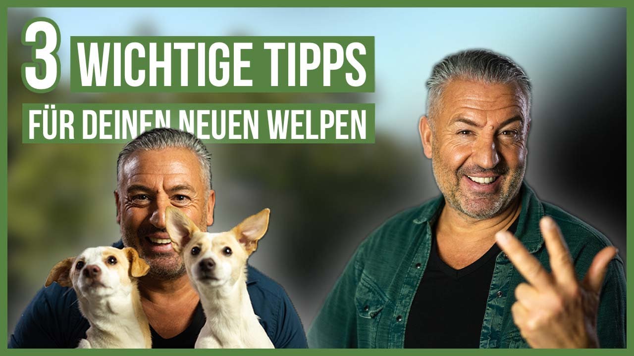 Ein WELPE zieht ein! ❤️ 3 Tipps f&uuml;r einen harmonischen Start mit Deinem neuen Hund
