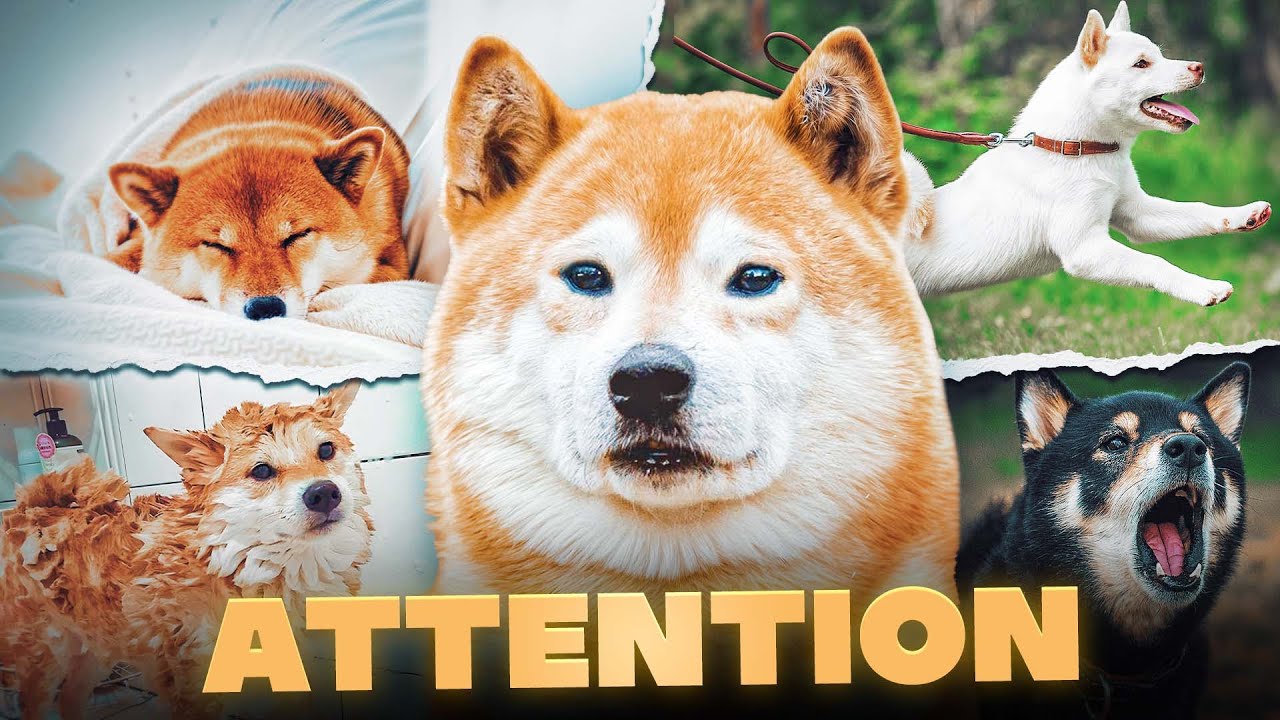 Shiba Inu : Attention avec ce CHIEN - CHAT !