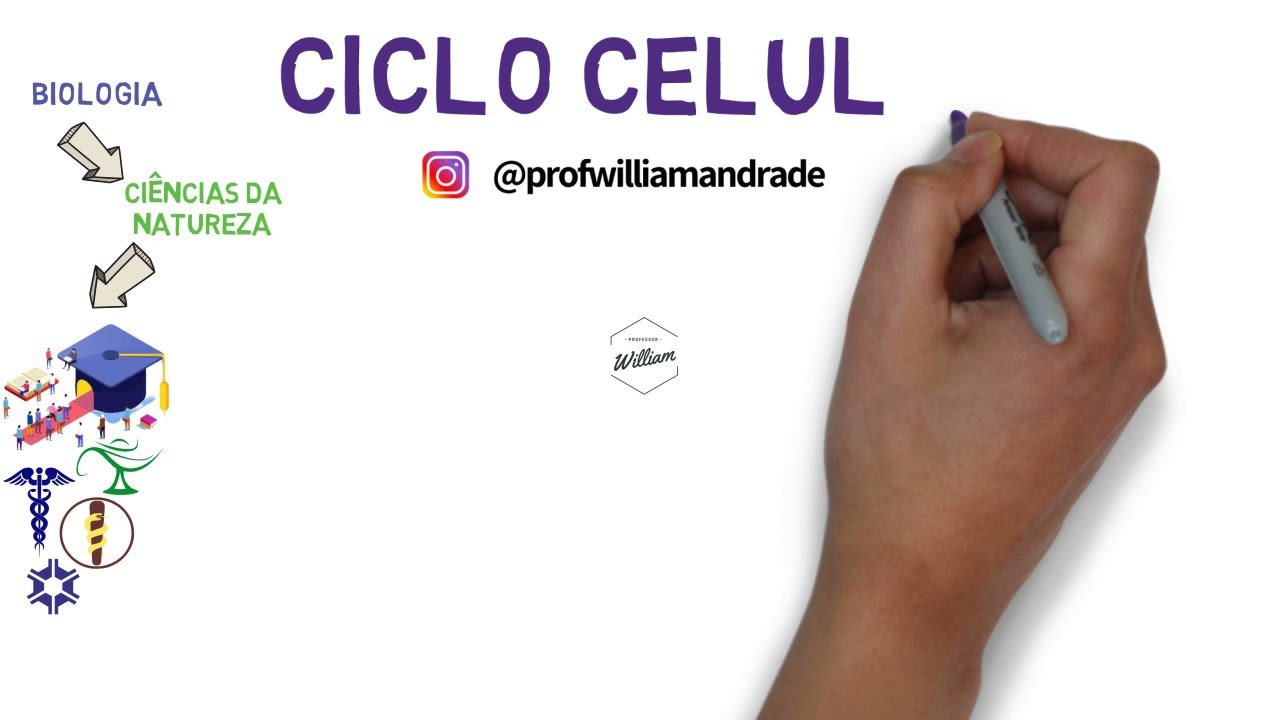 Resumo sobre o ciclo celular - Interfase, divis&atilde;o celular, mitose e meiose