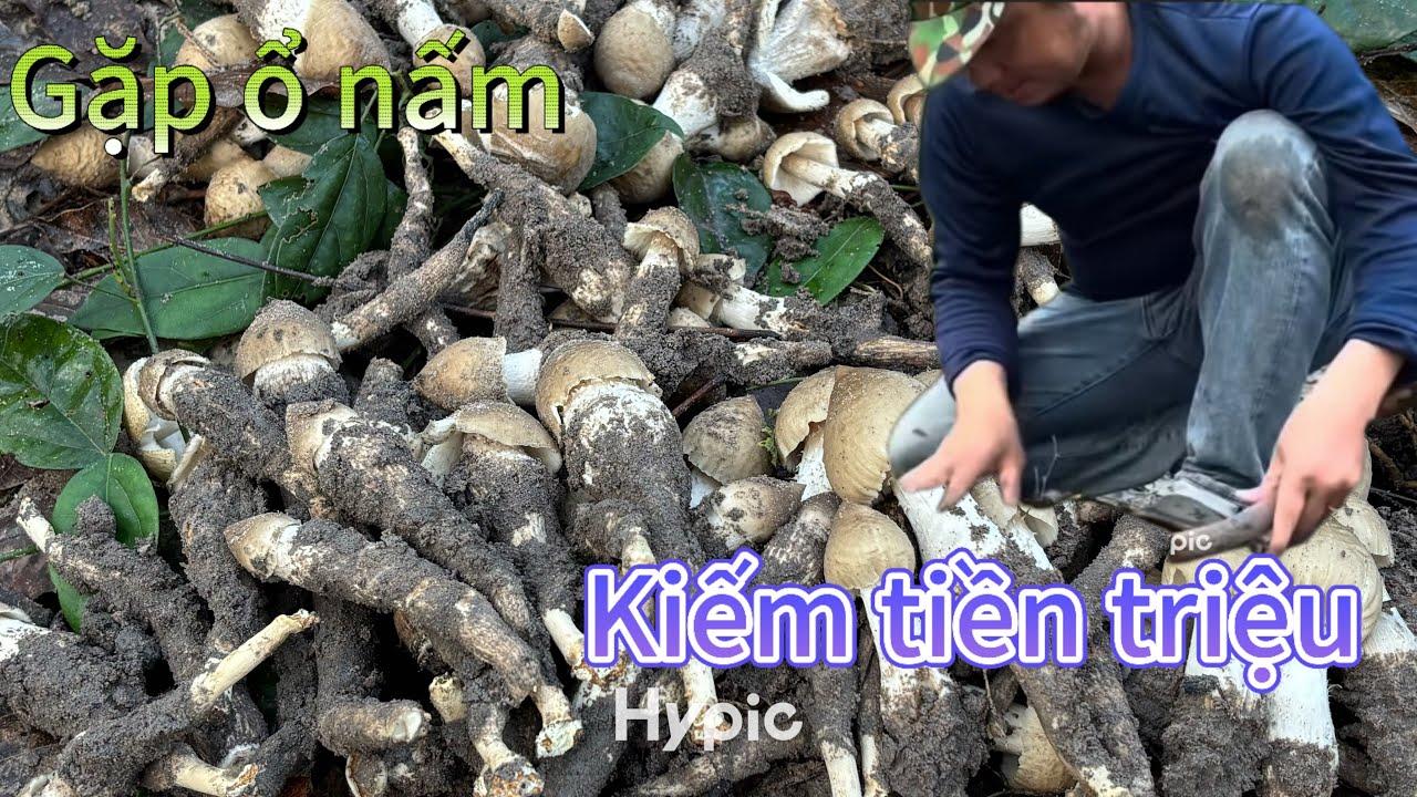 Nhổ nấm mối kiếm tiền 💵 triệu là có thật. Nấm 🍄 mối đợt hai