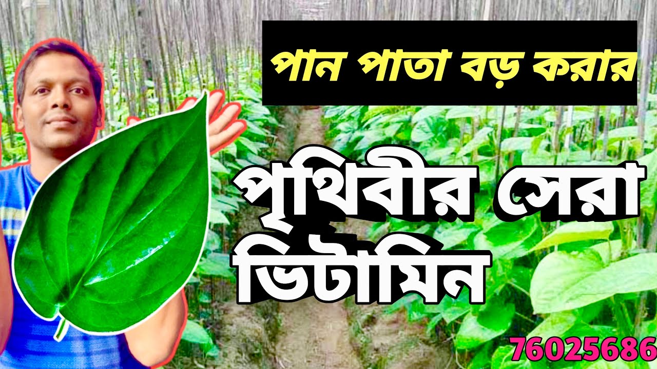 পানের পাতায় ✅ভাত খান☄️॥এই ভিটামিন একবার পানপাতা হবে কলাপাতা@AgricultureBook 