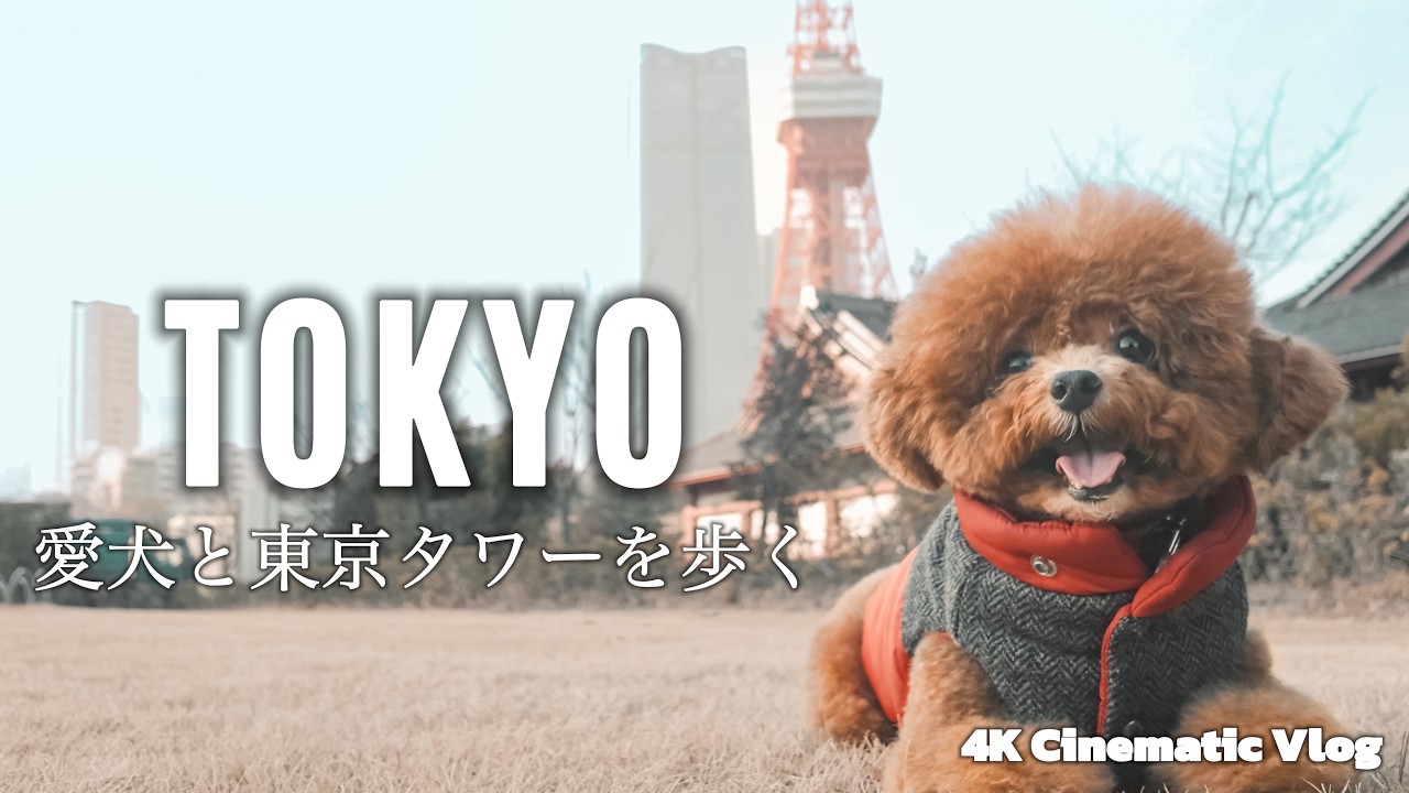 麻布台さんぽ & 贅沢ジャヌランチ｜東京タワーのふもとで愛犬と過ごす静かな時間｜ 30代 独身男性 × トイプードル いなり【4K Cinematic Vlog】