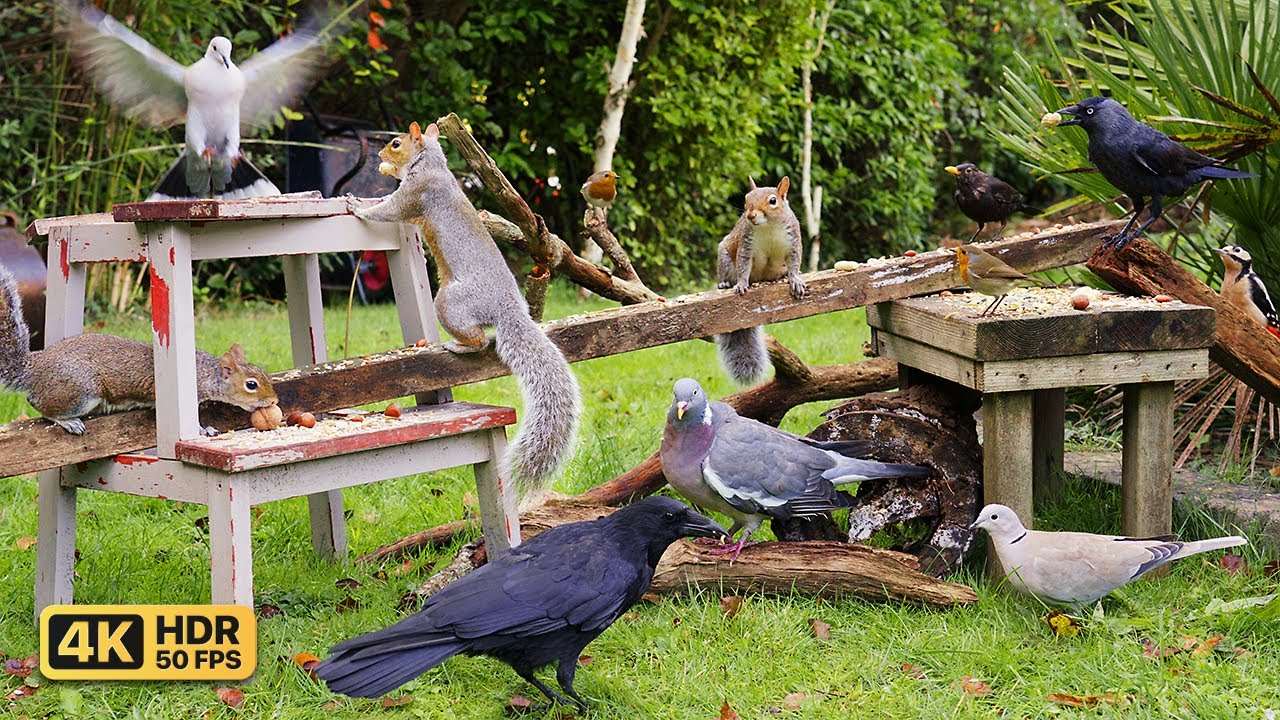 Кино Для кошек и собак 😸 Птицы и белки едят в саду 🕊️🐿️ птички для кошек