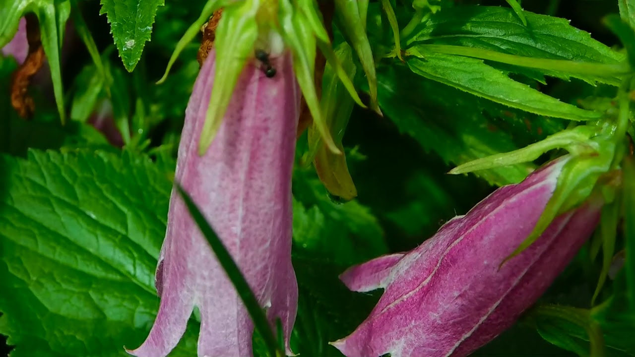 Ant Crawling On A Flower - Free Stock Creative Commons Video