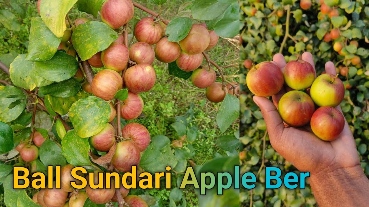 Ball Sundari Apple Ber Farming,बॉल सुंदरी एप्पल बेर का पौधा