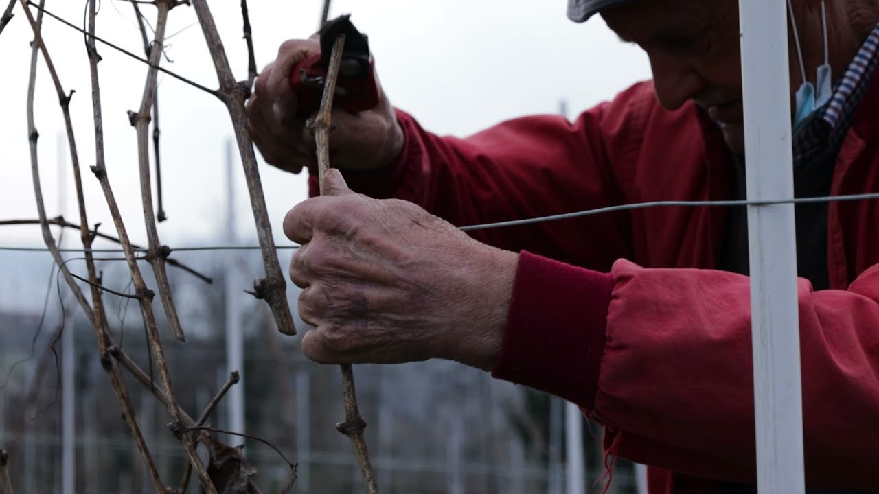 Potatura delle viti vecchie di Dolcetto, Manzone Giovanni