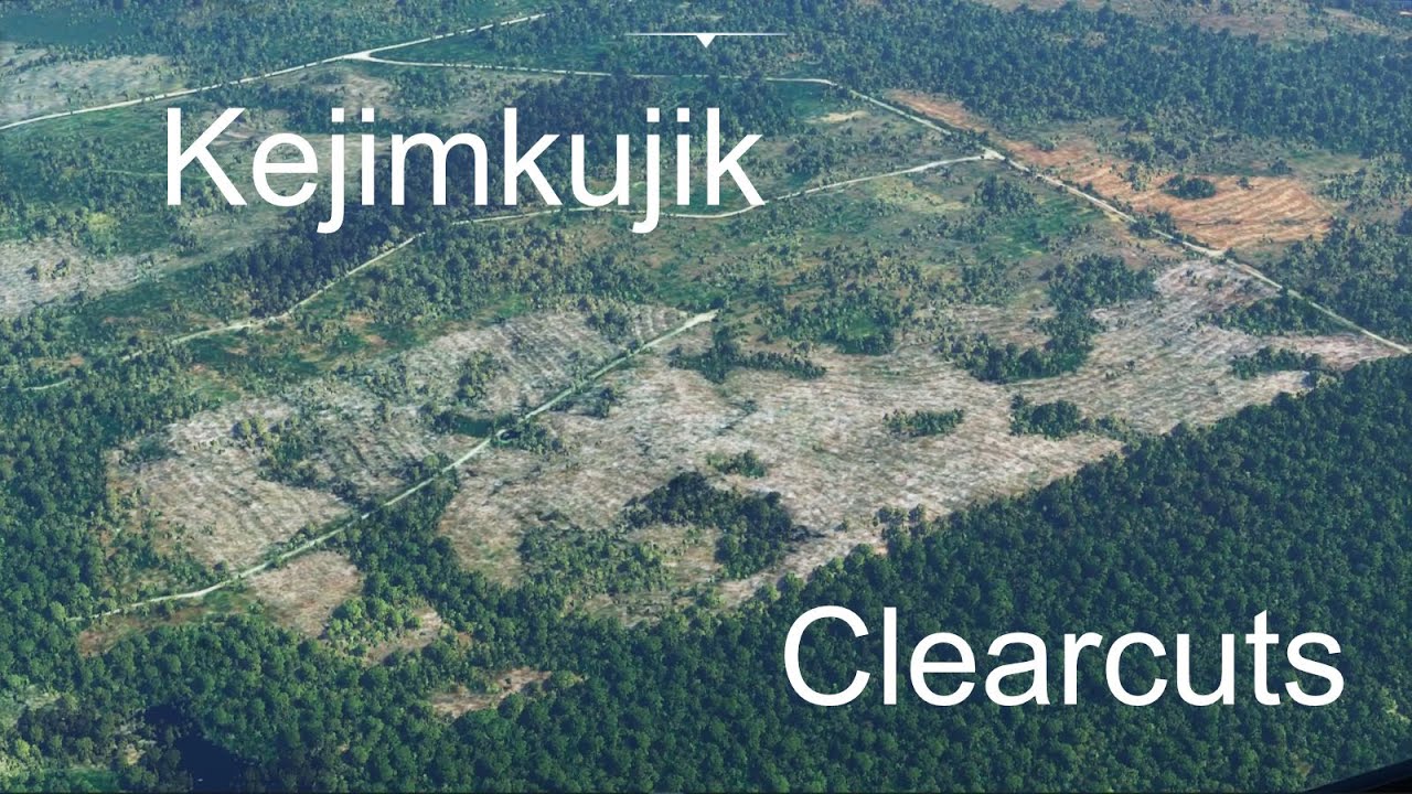 The Clearcuts of Kejimkujik National Park #clearcut #kejimkujik #novascotia
