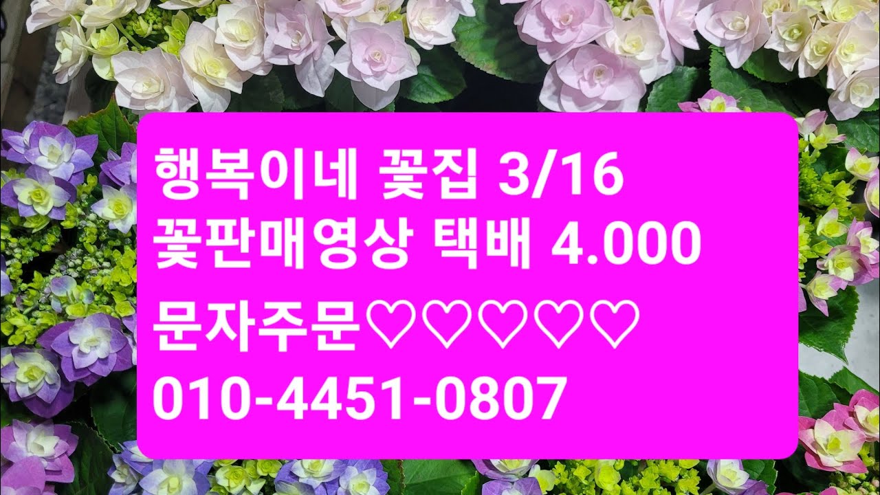 행복이네 꽃집 3/16 꽃판매영상 ●문자주문 010-4451-0807 ● 많은사랑 부탁드립니다 