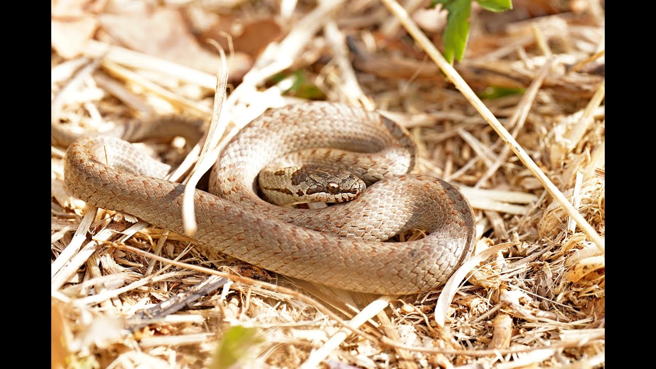 Une saison, un taxon Édition 2025- n° 1/4 : Les reptiles