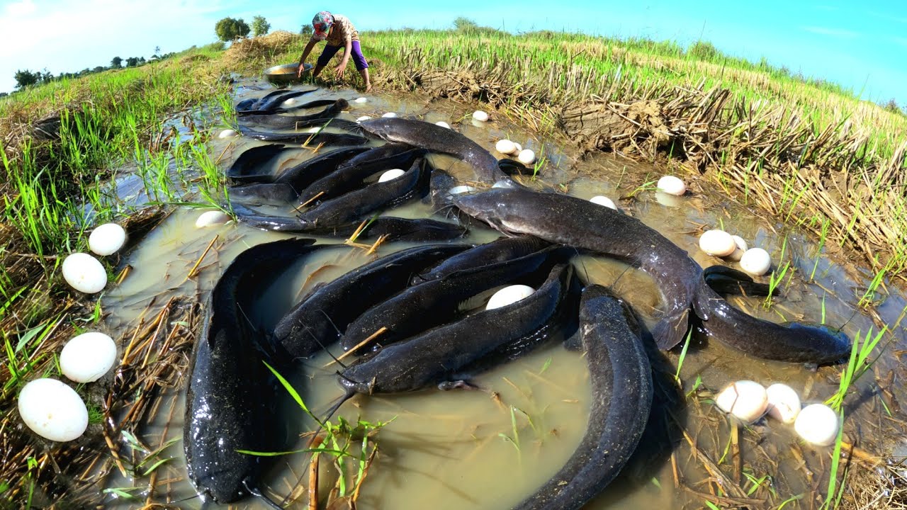 Amazing fishing  ! Catch a lot of fish and collect duck eggs in the rice fields.