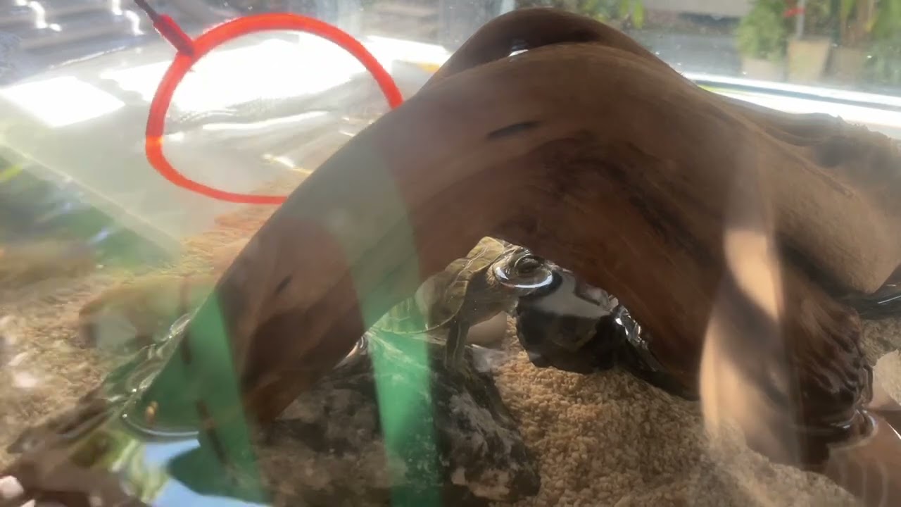 QTurtle