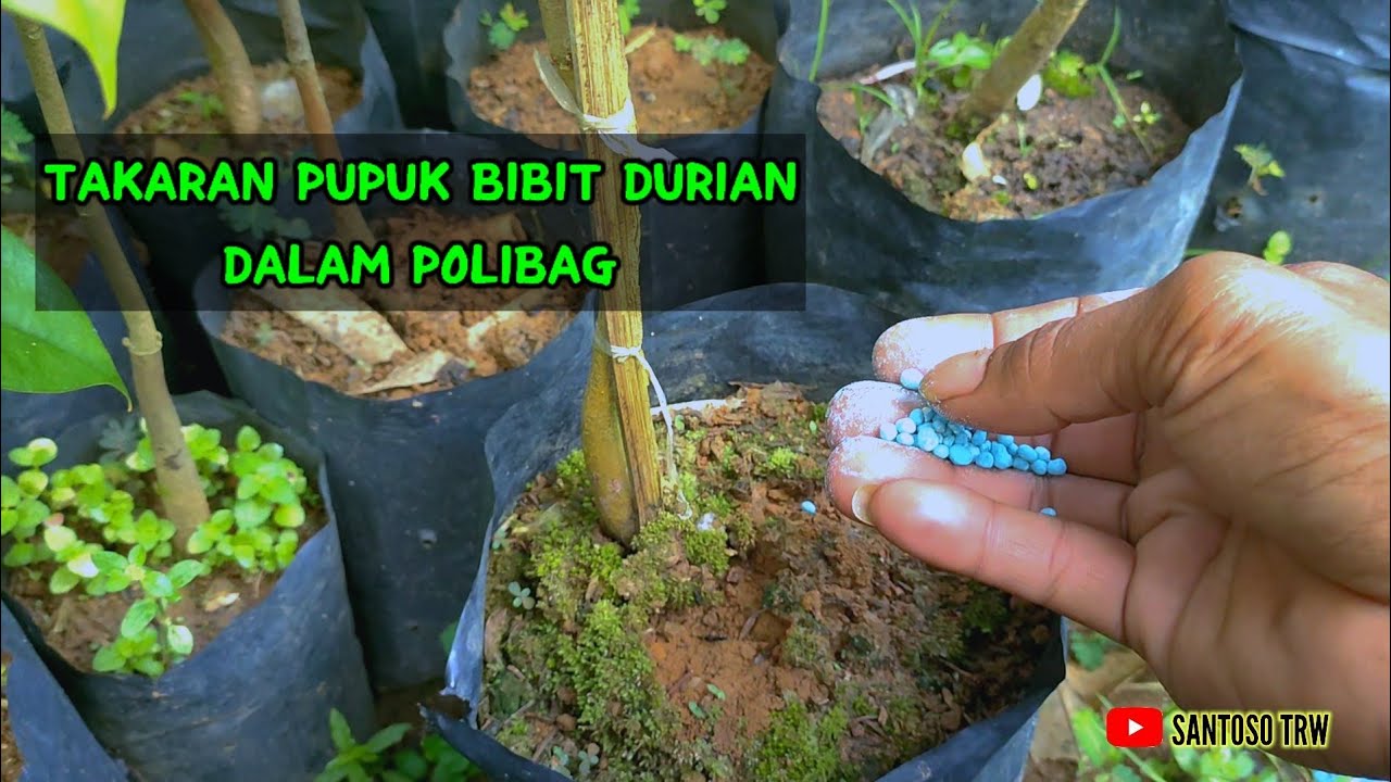 TAKARAN PUPUK BIBIT DURIAN DALAM POLIBAG