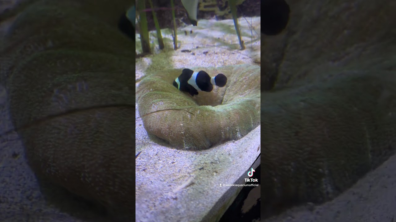 Let&rsquo;s Feed Our Anemone! Starring Emo Nemo 🤩 #aquarium #clownfish #waikiki