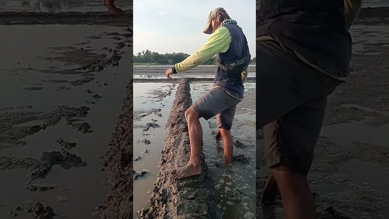 Cara mopok galengan 