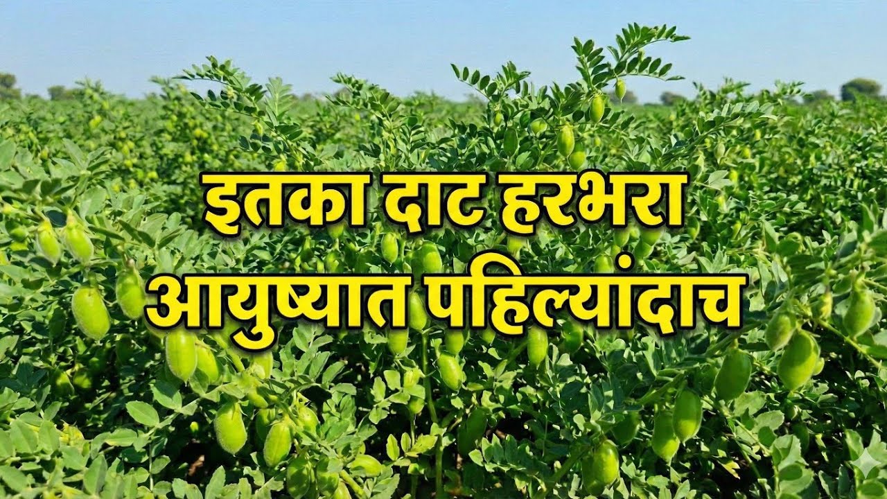 इतका दाट हरभरा… आयुष्यात पहिल्यांदाच! #Viral #हरबरा #Trending #Agriculture