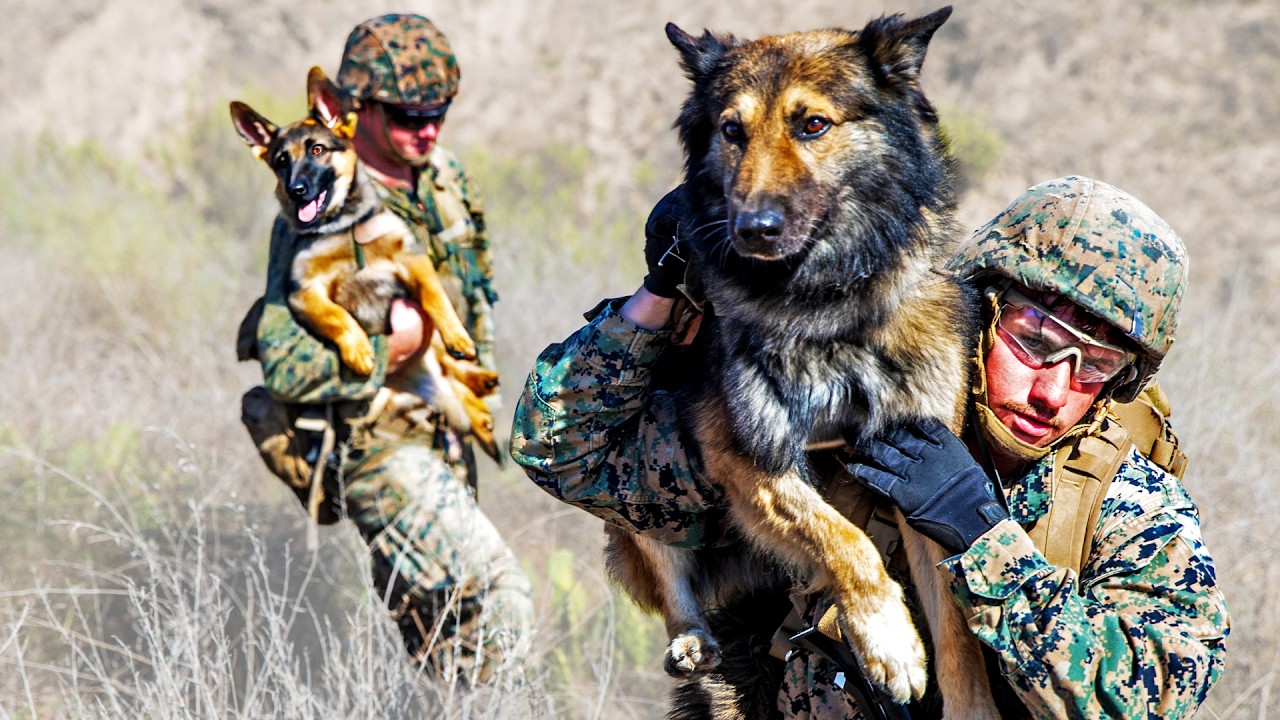 Rescue Team Races to Save Dogs Abandoned in Ukraine!