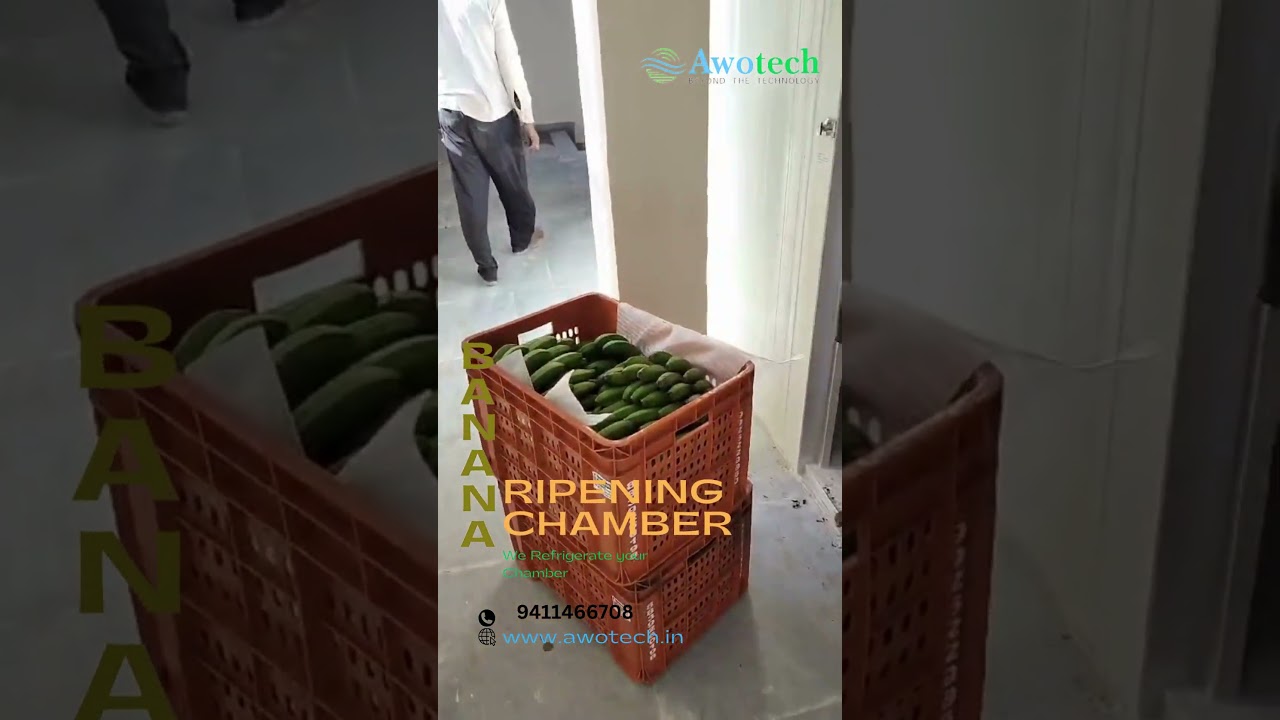Speed Ripen Bananas in a Awotech Cold Room Chamber! | Business Cold Storage #business #shorts
