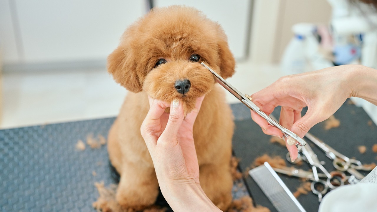 ボサボサなトイプードル、初トリミングでぬいぐるみに変身！