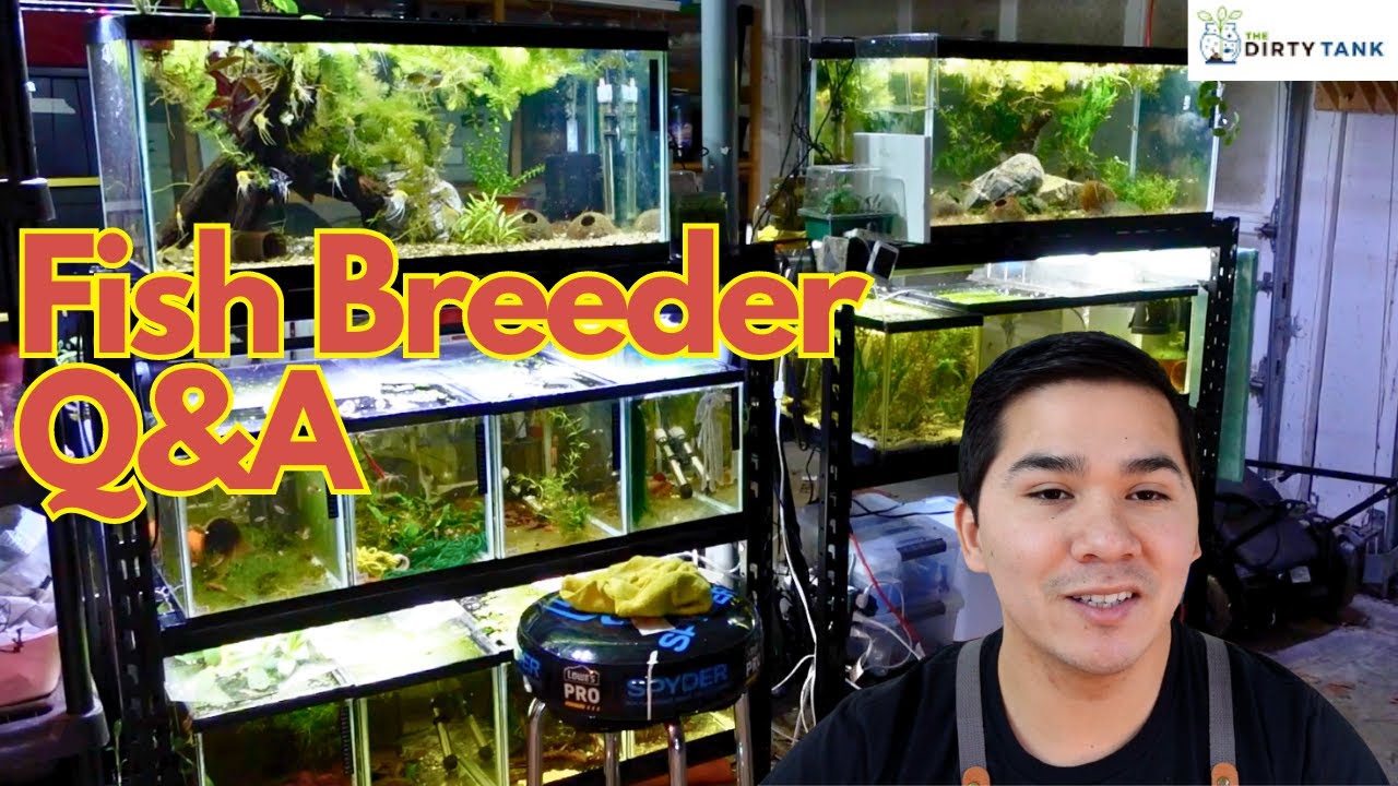 Professional Breeder Fish Room Tour & Interview