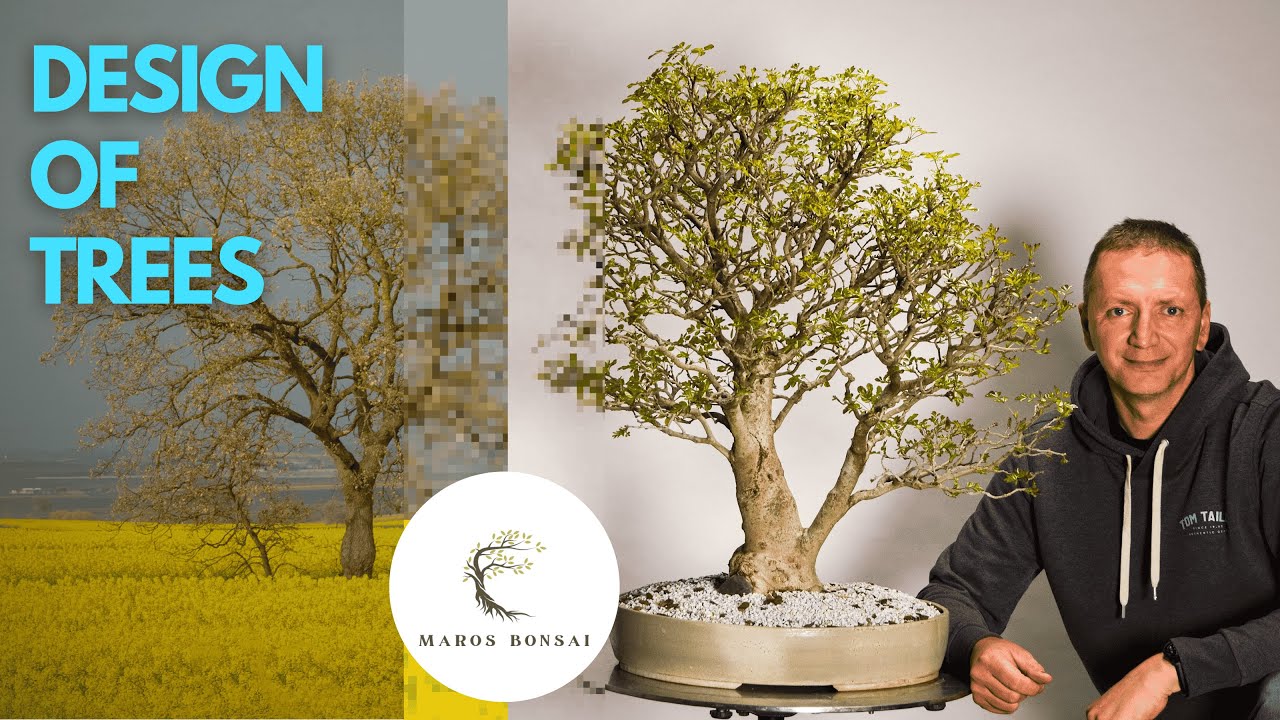 CAN TREES REVEAL SECRETS OF BONSAI ARTISTRY?
