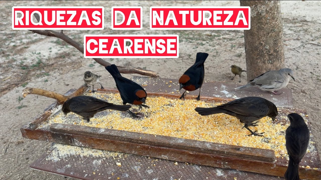 A Riqueza da nossa Fauna Cearense - 4K #avesdoceara 