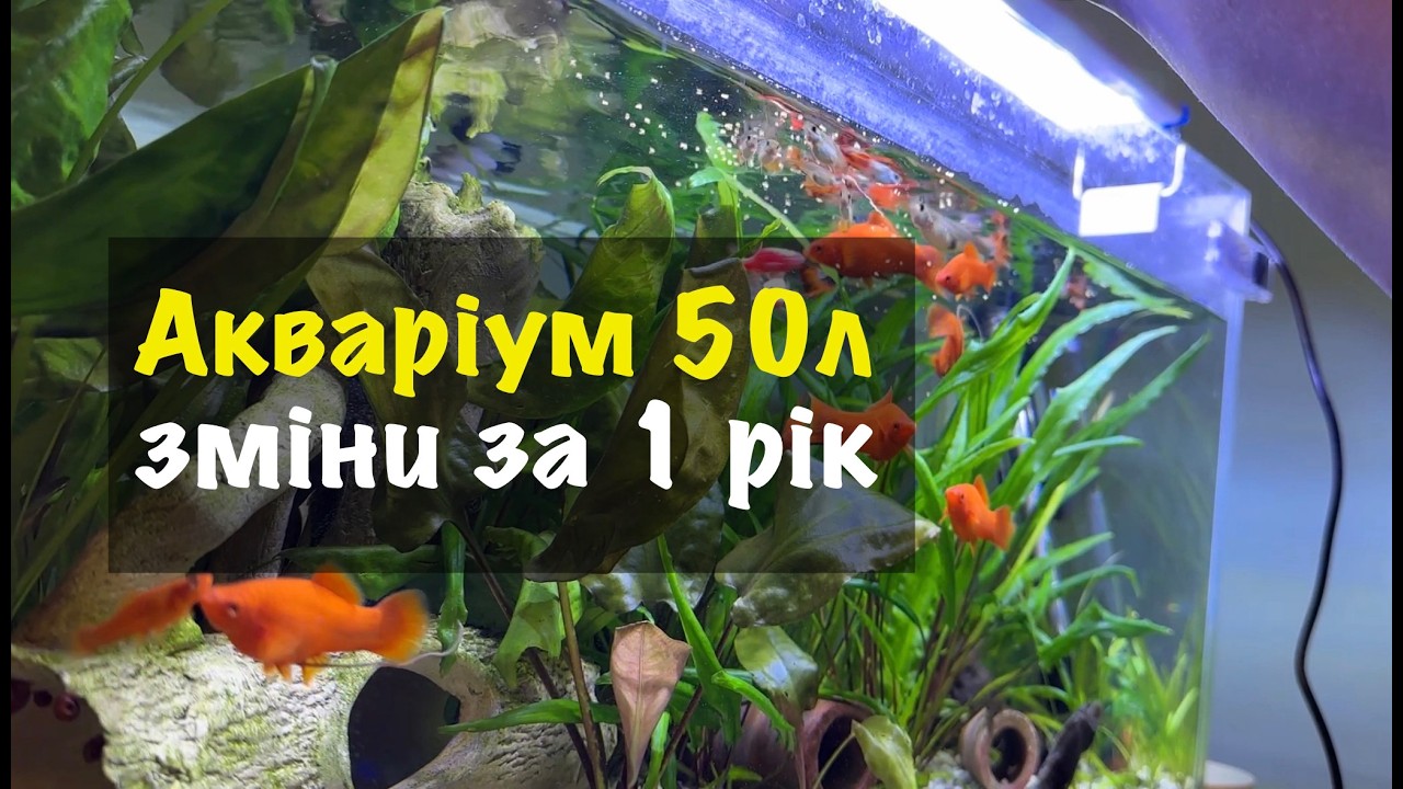 Про рибки, фільтр і світло у моєму 50л акваріумі #aquarium