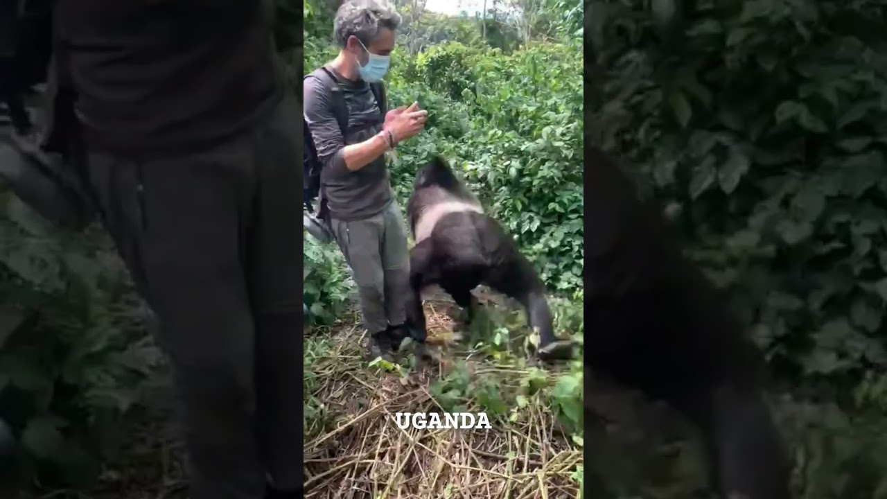 Silverback Mountain Gorilla close encounter! #ugandasafari #gorillatrekking #wanderlust #travel