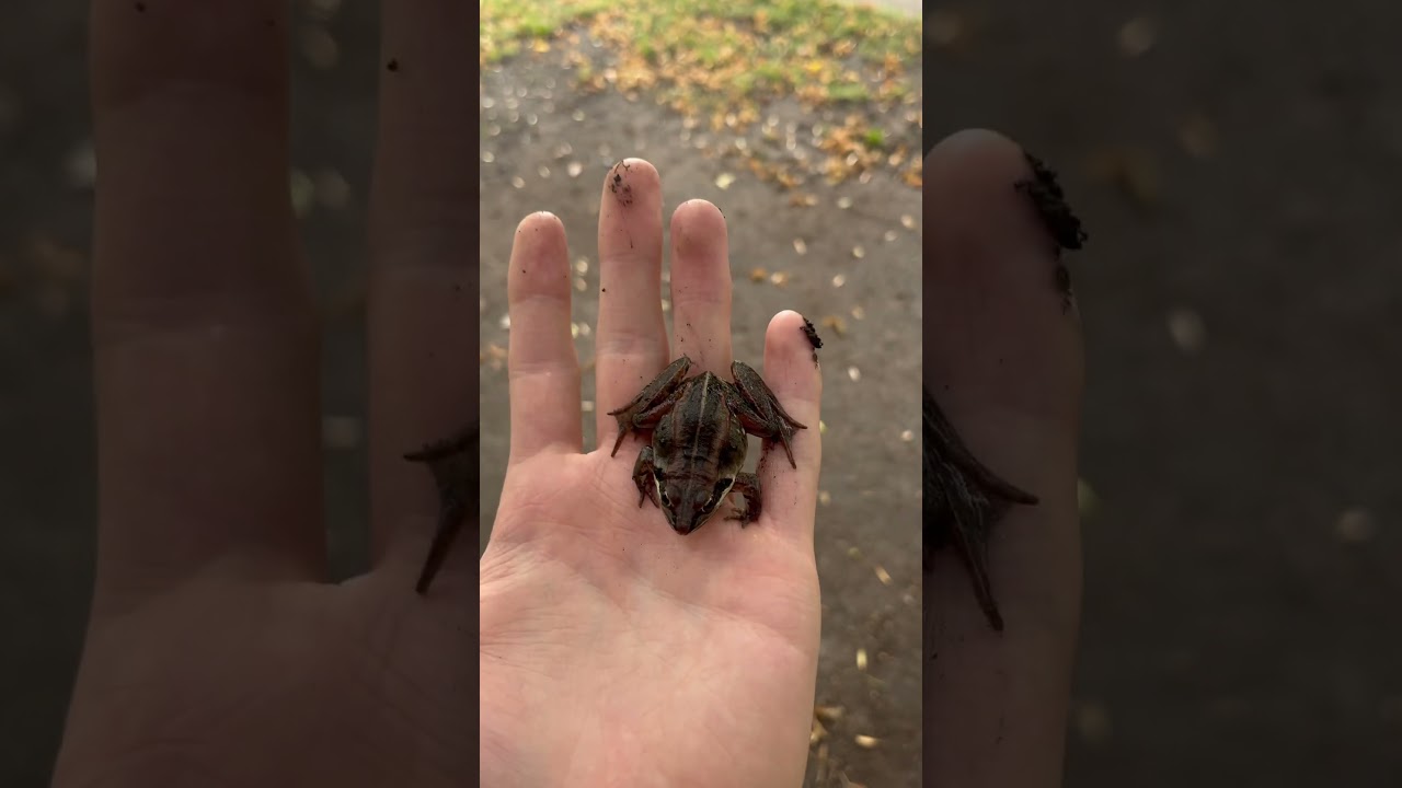 Lithobates sylvaticus 