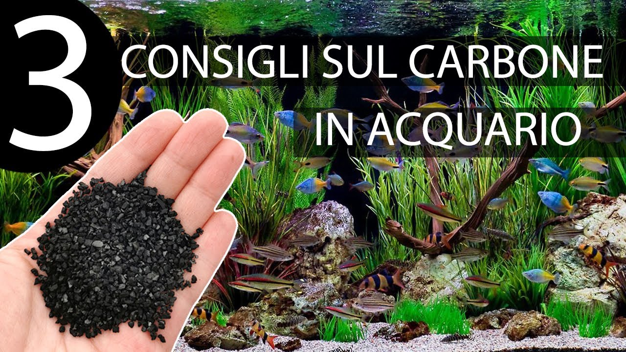 Carbone Attivo in Acquario: 3 Consigli