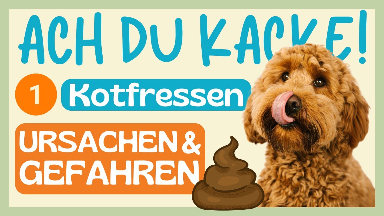 💩 HUND FRISST (ODER RIECHT) AN KOT? EKLIG UND TEILS LEBENSGEFÄHRLICH 😮 7 URSACHEN und die GEFAHREN 🔥