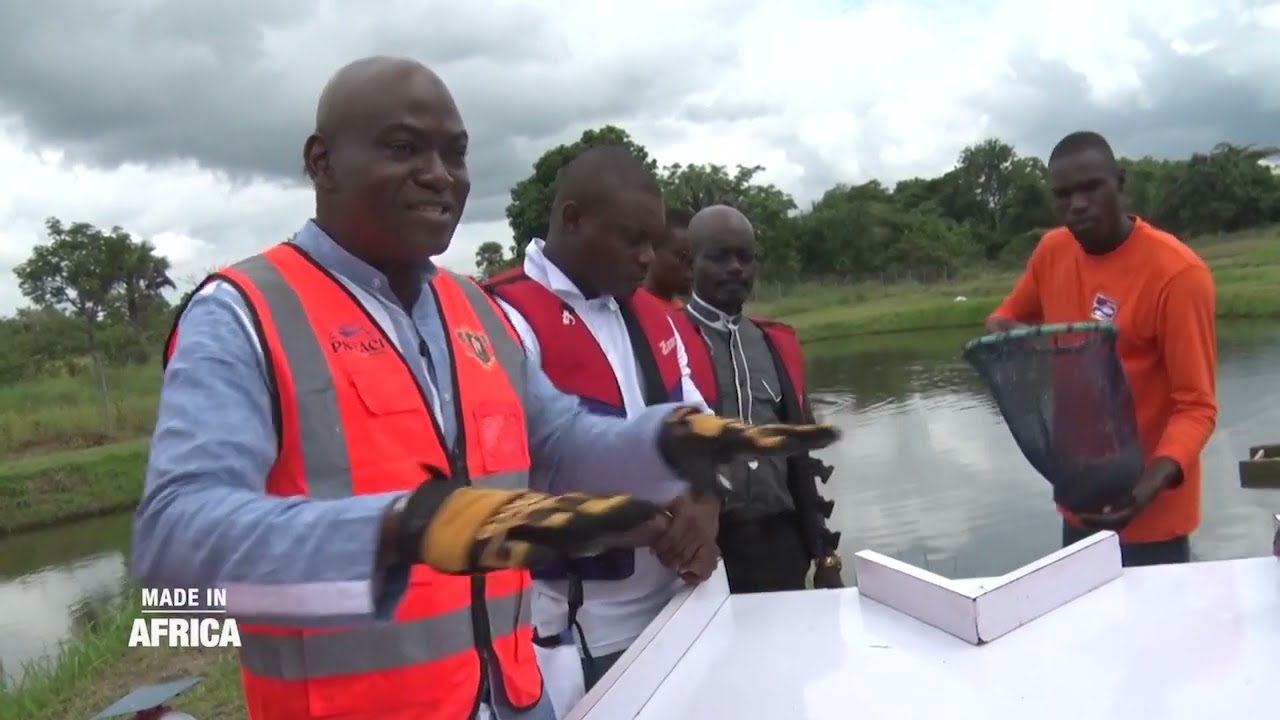 Made In Africa : Tilapia, quand l’élevage prend son envol (reportage)