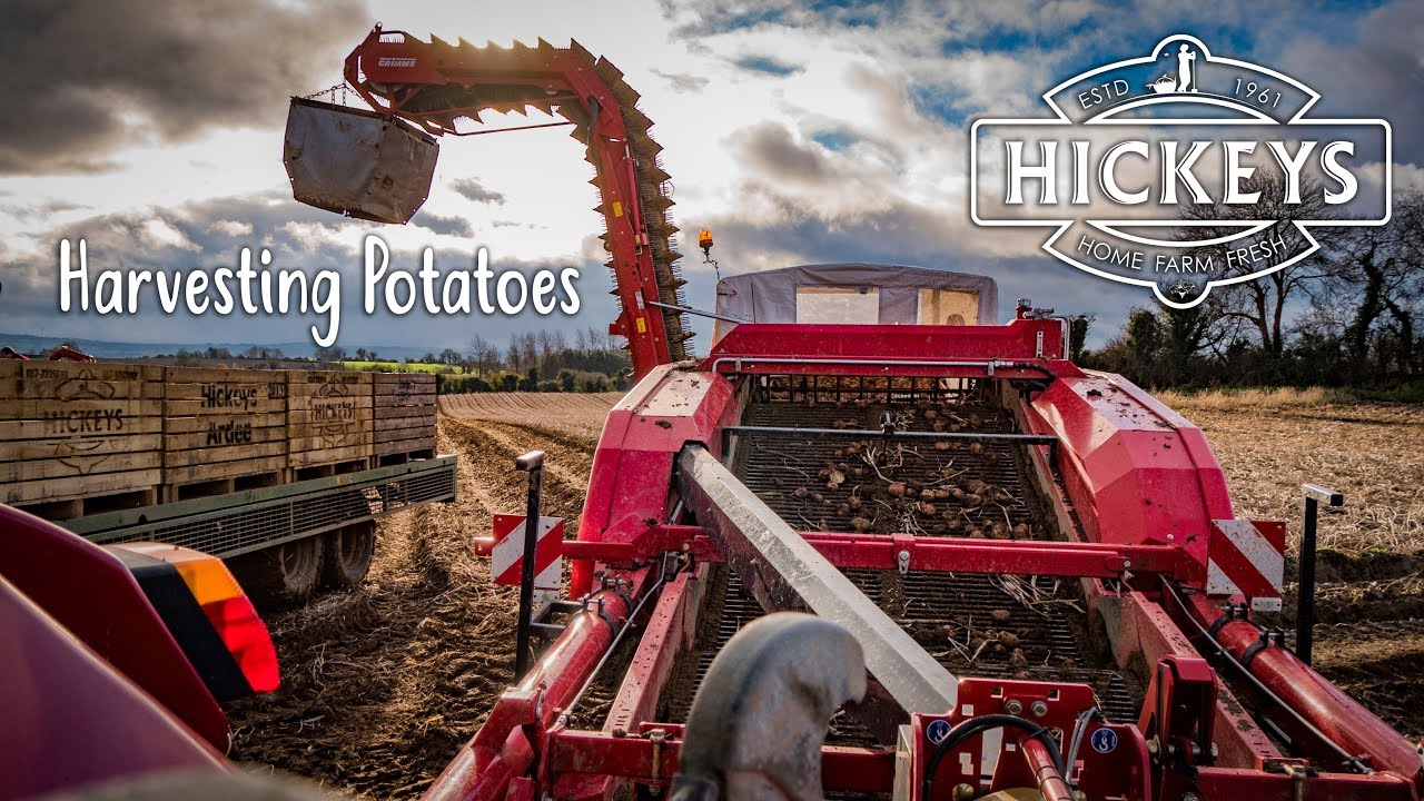 Harvesting Potatoes - Hickeys