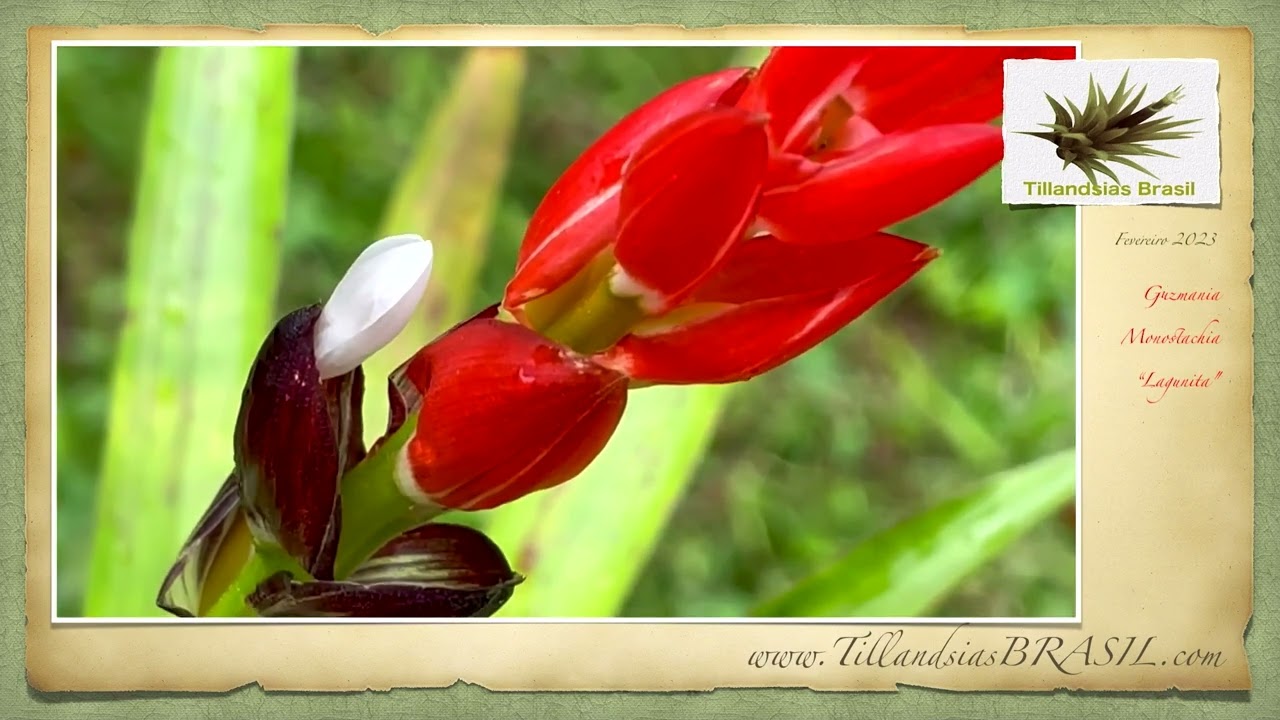 Guzmania Monostachia 